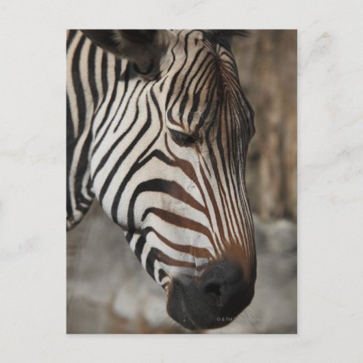 Zebra, nah postkarte (Vorderseite)