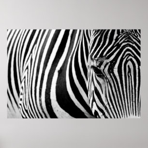 ZEBRA-NAH-UP-ANSICHT POSTER
