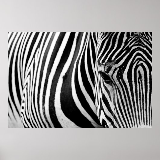 ZEBRA-NAH-UP-ANSICHT POSTER (Vorne)