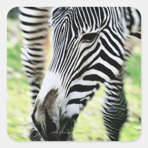 Zebra, nah-up, selektiver Fokus Quadratischer Aufkleber