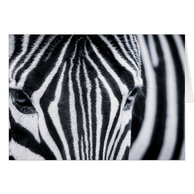 Zebra-Nahaufnahme (Vorderseite (Horizontal))