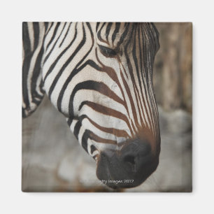 Zebra, Nahaufnahme Magnet