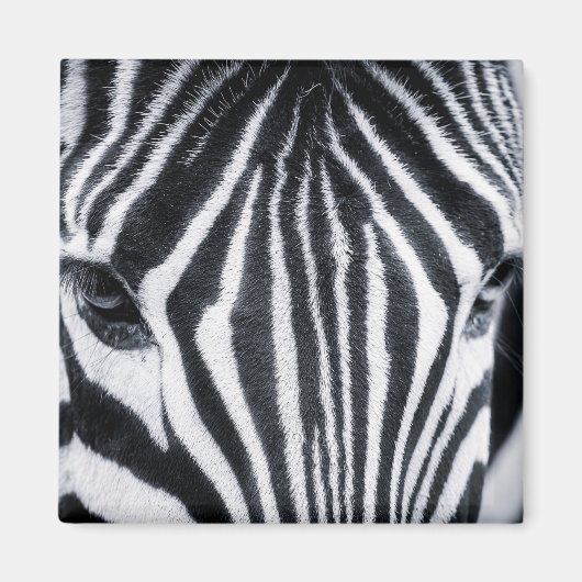 Zebra-Nahaufnahme Magnet (Vorne)