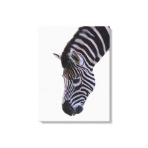 Zebra Nahaufnahme | Schwarz-Weiß-Wildtier-Wandkuns