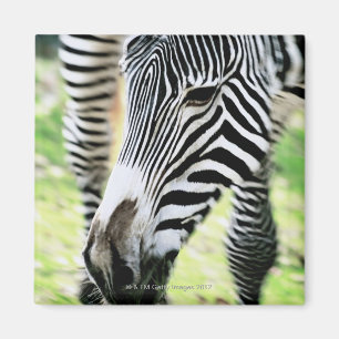 Zebra, Nahaufnahme, selektiver Fokus Magnet