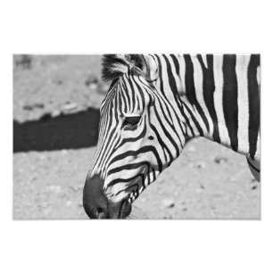 Zebra-naher hoher Druck