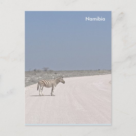 Zebra, Namibia Postcard Postkarte (Vorderseite)