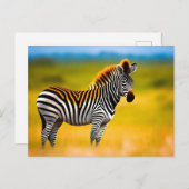 Zebra-Natur Postkarte (Vorne/Hinten)