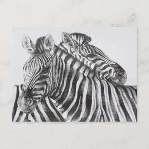 Zebra Original Pencil Drawing Postkarte
