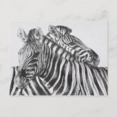 Zebra Original Pencil Drawing Postkarte (Vorderseite)
