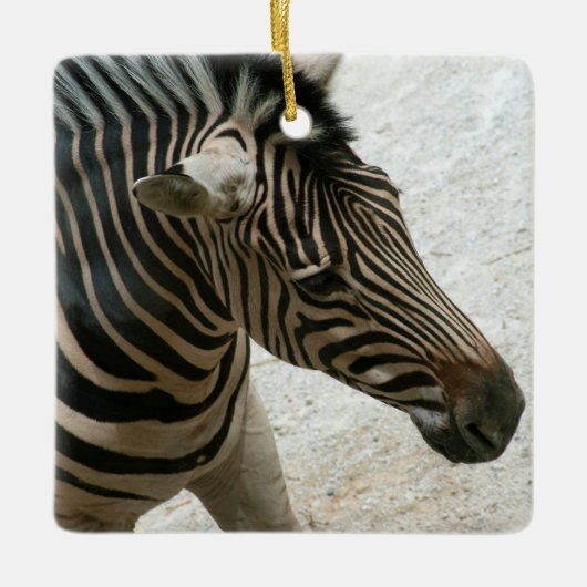 Zebra Ornament (Vorderseite)