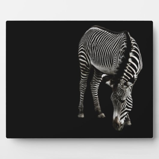 Zebra P4435 Fotoplatte (Vorderseite)
