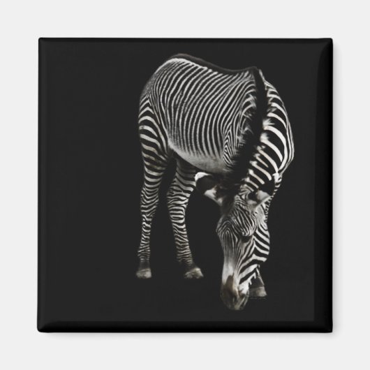 Zebra P4435 Magnet (Vorne)