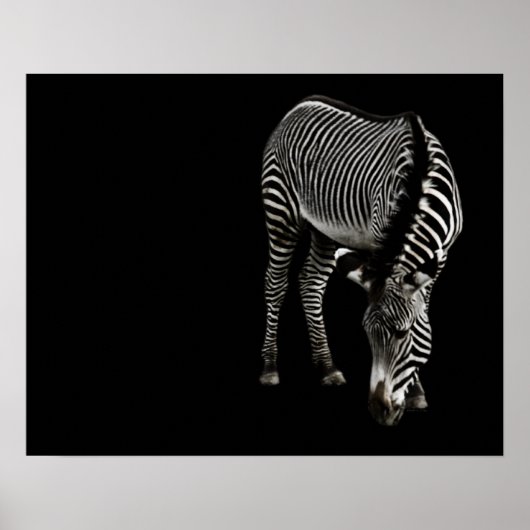 Zebra P4435 Print Poster (Vorne)