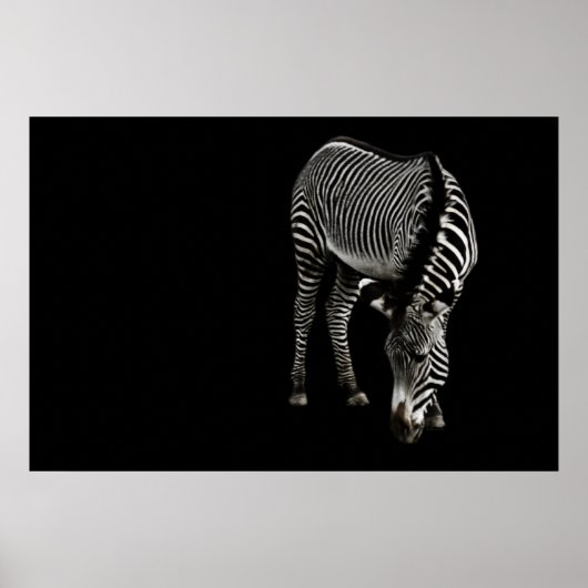 Zebra P4435 Print Poster (Vorne)