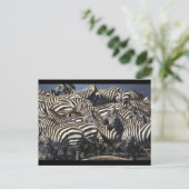 Zebra Pack Postkarte (Stehend Vorderseite)