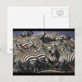 Zebra Pack Postkarte (Vorne/Hinten)