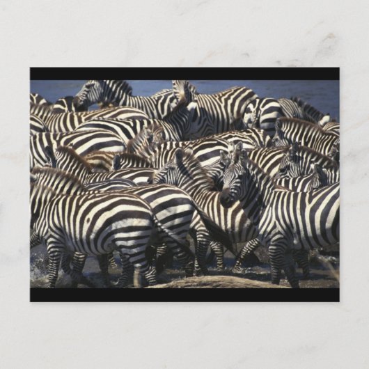 Zebra Pack Postkarte (Vorderseite)
