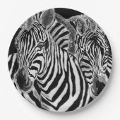 Zebra Paper Teller (Vorderseite)