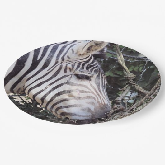 Zebra Pappteller (Schrägansicht)