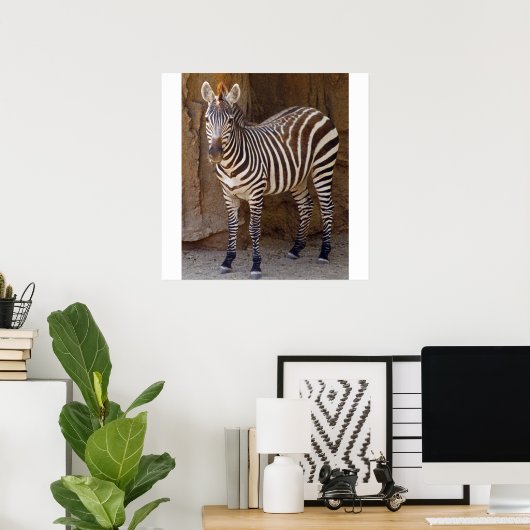 Zebra Picture Poster (Heimbüro)