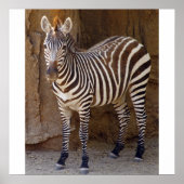 Zebra Picture Poster (Vorne)