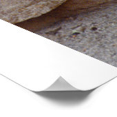 Zebra Picture Poster (Ecke)