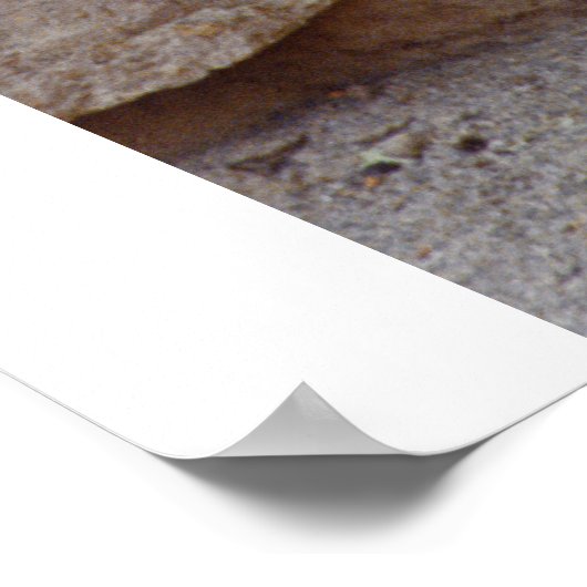 Zebra Picture Poster (Ecke)