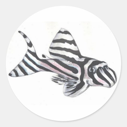 Zebra Pleco L46 Catfish Sticker (Vorderseite)