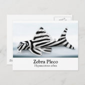 Zebra Pleco Postcard Postkarte (Vorne/Hinten)