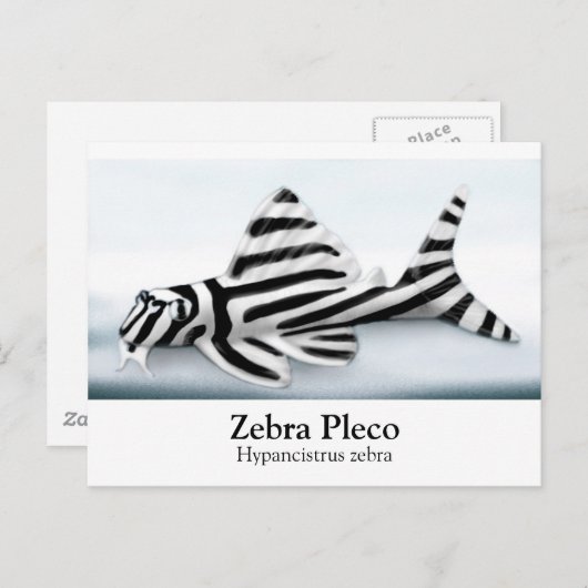 Zebra Pleco Postcard Postkarte (Vorne/Hinten)