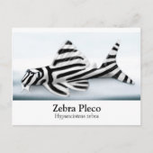 Zebra Pleco Postcard Postkarte (Vorderseite)