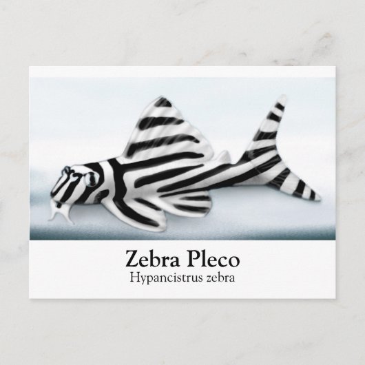 Zebra Pleco Postcard Postkarte (Vorderseite)