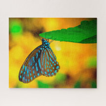 Zebra Polka Dot Butterfly.