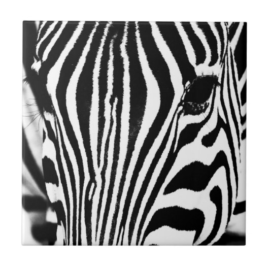 Zebra portrait schwarz-weiß fliese (Vorderseite)
