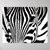 Zebra-Portrait schwarz-weiß Poster (Vorne)