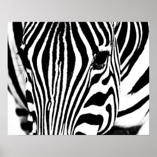 Zebra-Portrait schwarz-weiß Poster