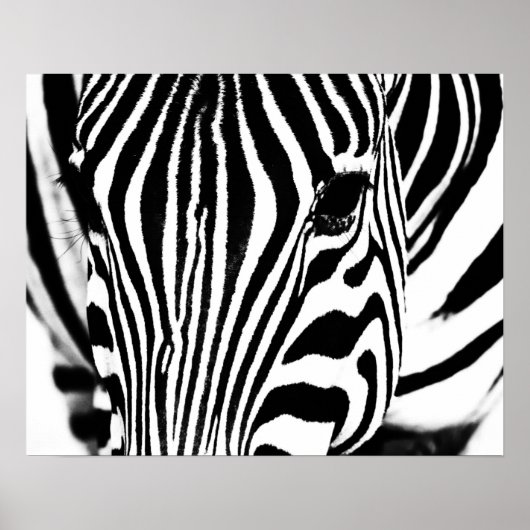Zebra-Portrait schwarz-weiß Poster (Vorne)