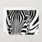 Zebra-Portrait schwarz-weiß Postkarte (Vorne/Hinten)