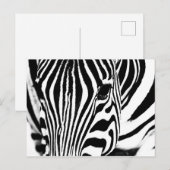Zebra portrait Schwarzweiß-Foto Feiertagspostkarte (Vorne/Hinten)