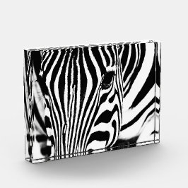 Zebra portrait Schwarzweiß-Foto Fotoblock