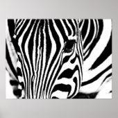 Zebra portrait Schwarzweiß-Foto Poster (Vorne)