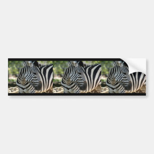 Zebra-Pose-Autoaufkleber Autoaufkleber
