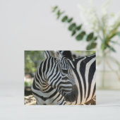 Zebra Pose Postcard Postkarte (Stehend Vorderseite)