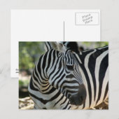 Zebra Pose Postcard Postkarte (Vorne/Hinten)