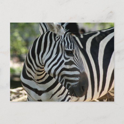 Zebra Pose Postcard Postkarte (Vorderseite)