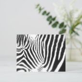 Zebra Postcard Postkarte (Stehend Vorderseite)
