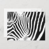 Zebra Postcard Postkarte (Vorne/Hinten)