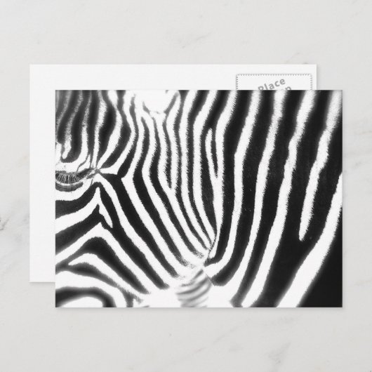 Zebra Postcard Postkarte (Vorne/Hinten)