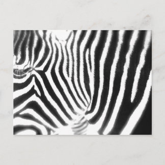 Zebra Postcard Postkarte